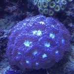 6 Blueberry Blasto2.jpg