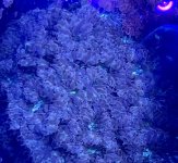 5 Blueberry Blasto.jpeg