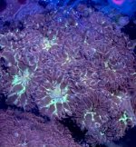 10 Tidal Gardens Peach.jpeg