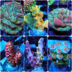 incollage_save 3.JPG