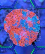 Rainbow Crush Chalice.jpg