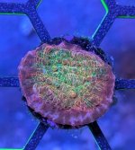 Ludicrous Chalice B.jpg