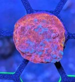 Aphrodite Chalice.jpg