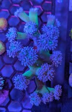 Blue Branching Duncan Colony 1.jpg