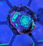 Rainbow Rim Favia.jpg