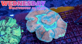 Walkthrough 04.08.26.png