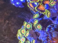 IMG_4546.jpeg
