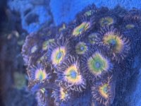 IMG_4542.jpeg