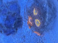 IMG_4543.jpeg