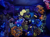 IMG_9237.jpeg