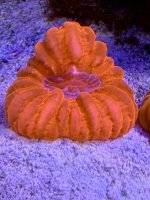 IMG_5996.jpeg