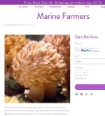 Giant Bali Xenia.jpg