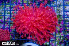 DSC08912.jpg