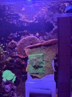 Tropic Thunder Montipora.JPEG