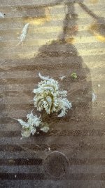 IMG_2496.jpeg