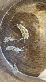 IMG_2500.jpeg