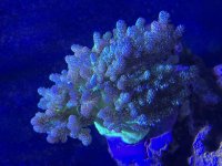 IMG_7746.jpeg