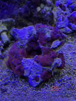 IMG_7931.jpeg