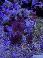 IMG_7930.jpeg
