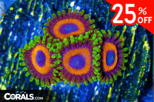 Untitled design(30).png