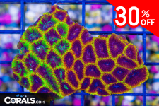 Untitled design(21).png