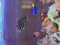 Australian stripey 1.jpeg