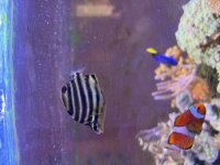Australian Stripey 2.jpeg