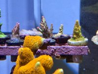 IMG_4362.jpeg