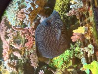 IMG_1429.jpeg