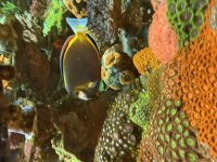 IMG_1435.jpeg
