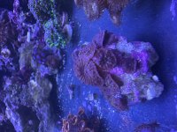 IMG_4245.jpeg