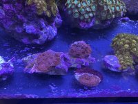IMG_4217.jpeg