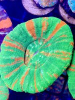 IMG_8056.jpeg