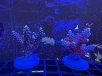 IMG_7491.jpeg IMG_7491.jpeg
