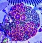 IMG_1118.jpeg