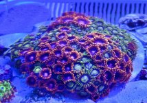 IMG_1126.jpeg