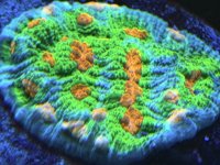 IMG_8393.jpeg