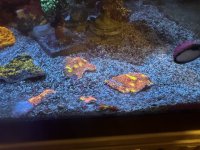 IMG_4919.jpeg