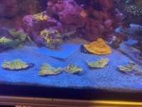 IMG_4918.jpeg