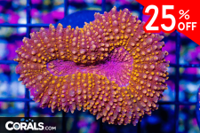 Untitled design(27).png