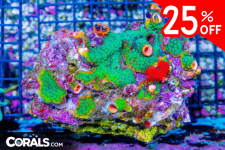 Untitled design(28).png