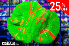 Untitled design(32).png
