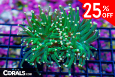 Untitled design(37).png