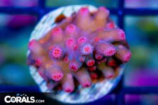 DSC01585.jpg