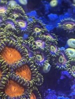 IMG_5286.jpeg