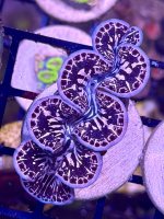 IMG_9211.jpeg