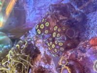 IMG_5309.jpeg