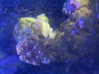 IMG_6351.jpeg