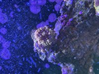 IMG_6347.jpeg