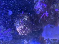 IMG_6348.jpeg